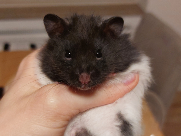 Teddyhamster Sweeney von der Hamsterhilfe Südwest