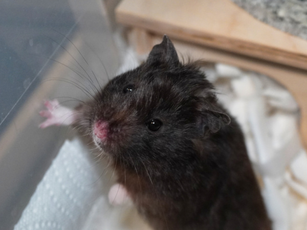 Teddyhamster Evanescence von der Hamsterhilfe Südwest