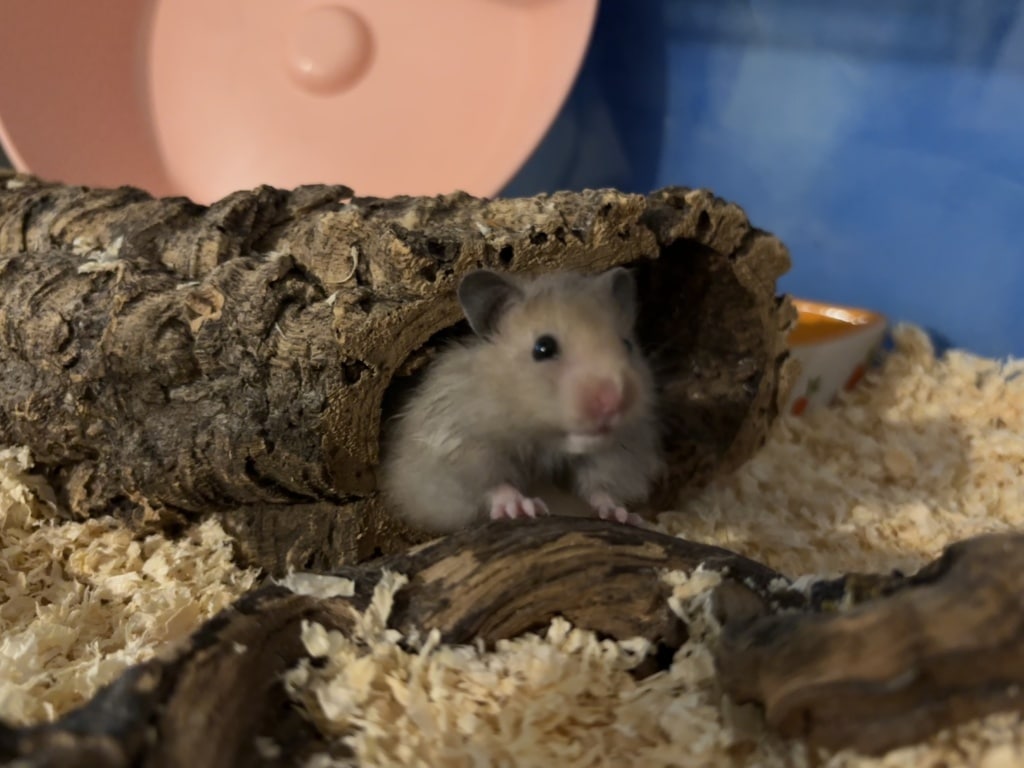 Hamsterhilfe Südwest