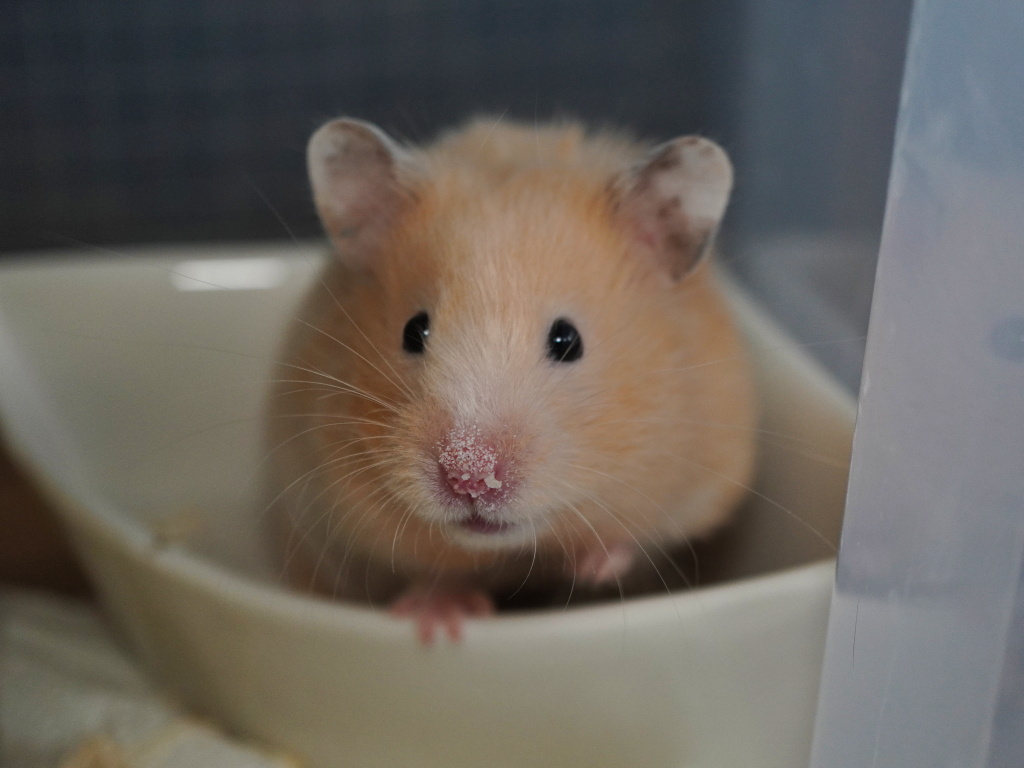 Teddyhamster Gamma von der Hamsterhilfe Südwest