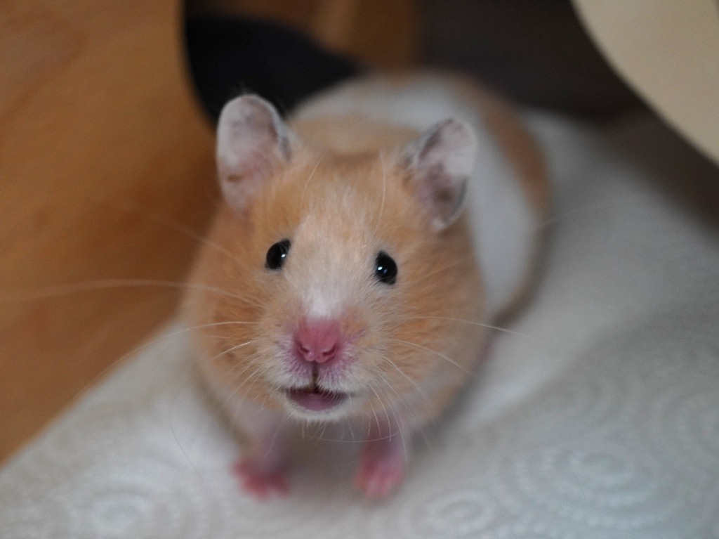 Teddyhamster Gamma von der Hamsterhilfe Südwest