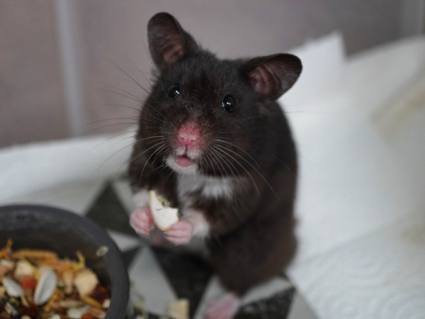 Goldhamster Geo von der Hamsterhilfe Südwest