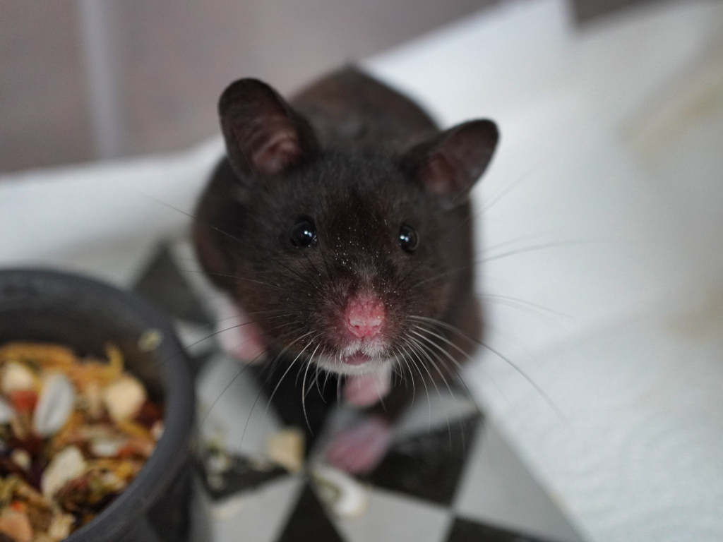 Goldhamster Geo von der Hamsterhilfe Südwest