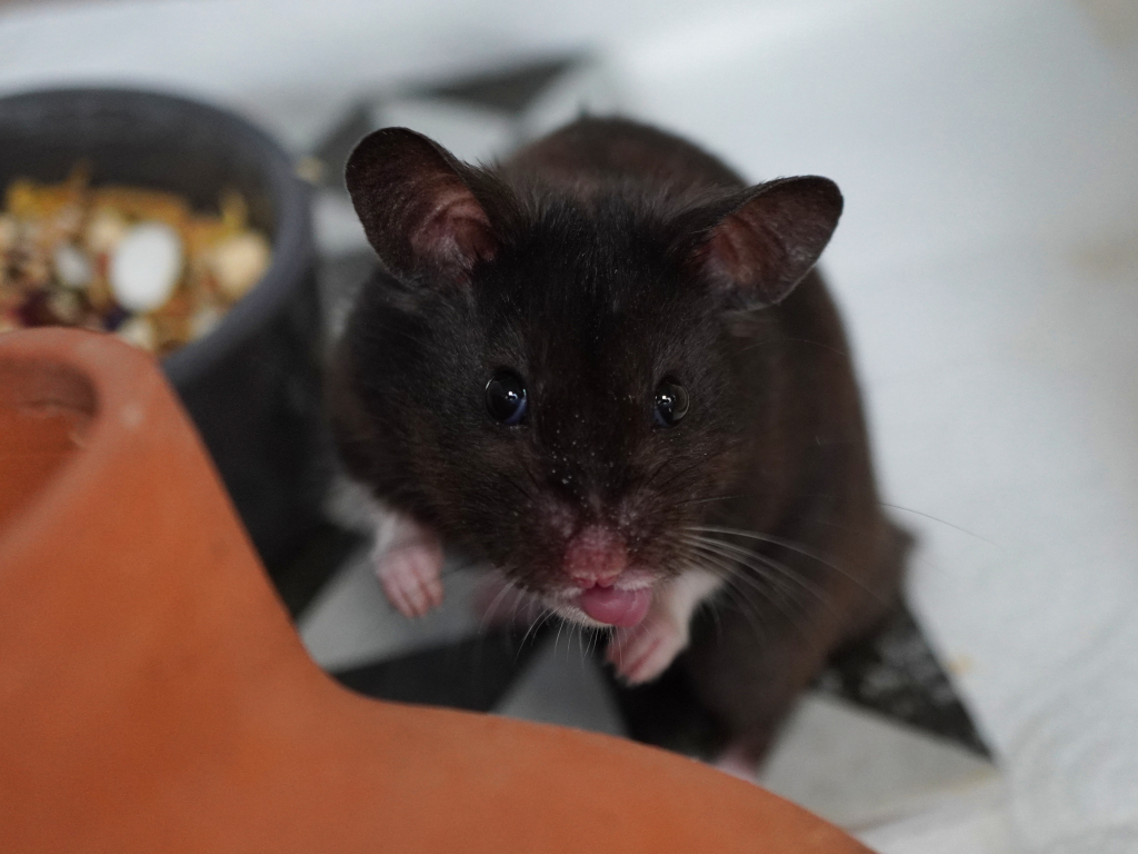 Goldhamster Geo von der Hamsterhilfe Südwest