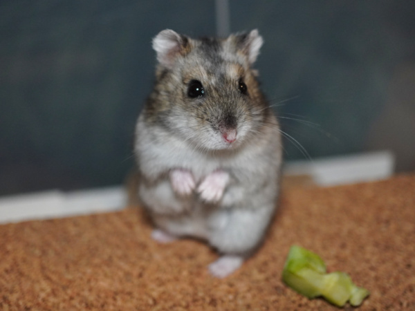 Zwerghamster Harmony von der Hamsterhilfe Südwest