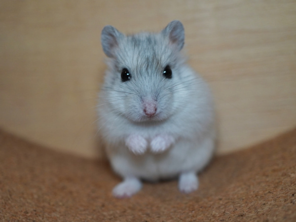 Zwerghamster Holiday von der Hamsterhilfe Südwest