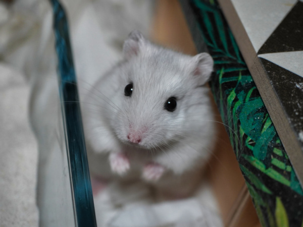 Zwerghamster Holly von der Hamsterhilfe Südwest