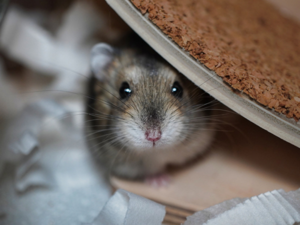 Zwerghamster Honey von der Hamsterhilfe Südwest