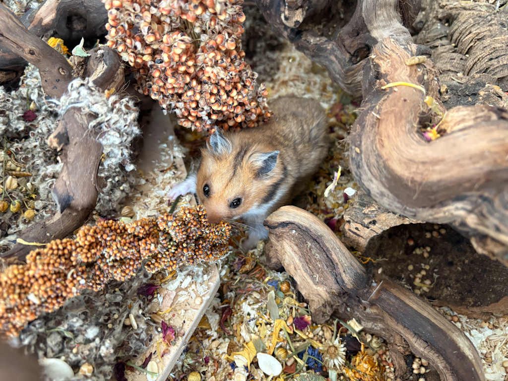 Goldhamster Hamsterhilfe Südwest