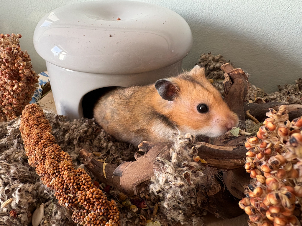 Goldhamster Hamsterhilfe Südwest