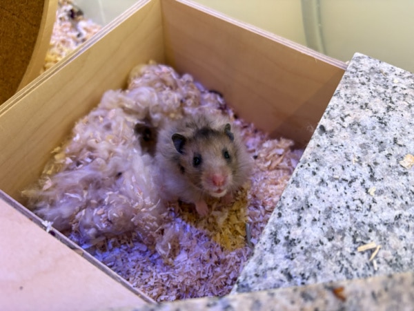 Teddyhamster Hamsterhilfe Südwest