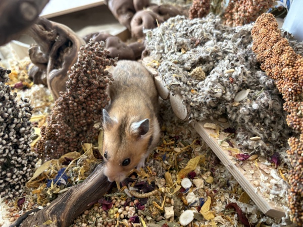 Goldhamster Hamsterhilfe Südwest