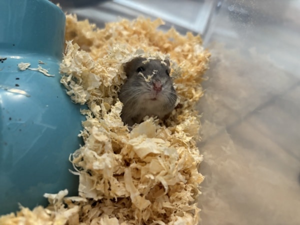 Hamsterhilfe Südwest