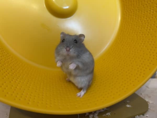 Hamsterhilfe Südwest