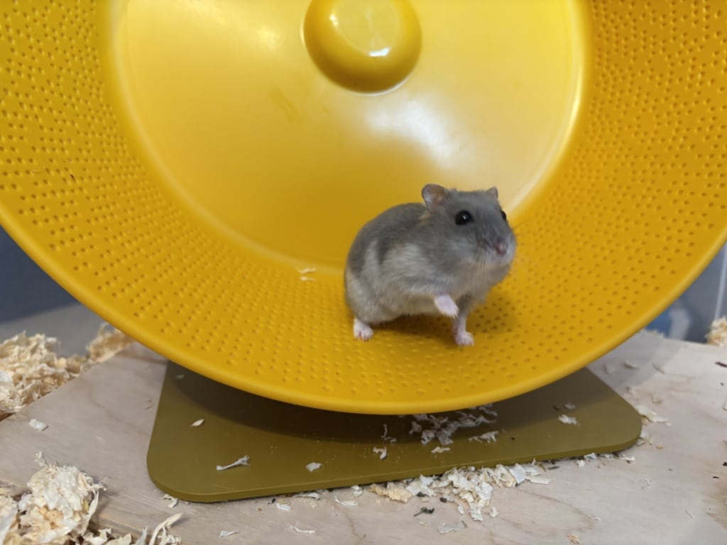 Hamsterhilfe Südwest