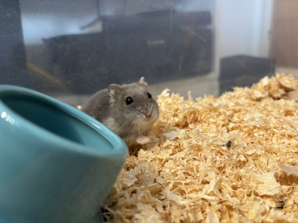 Hamsterhilfe Südwest