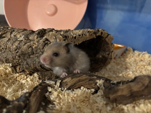 Hamsterhilfe Südwest