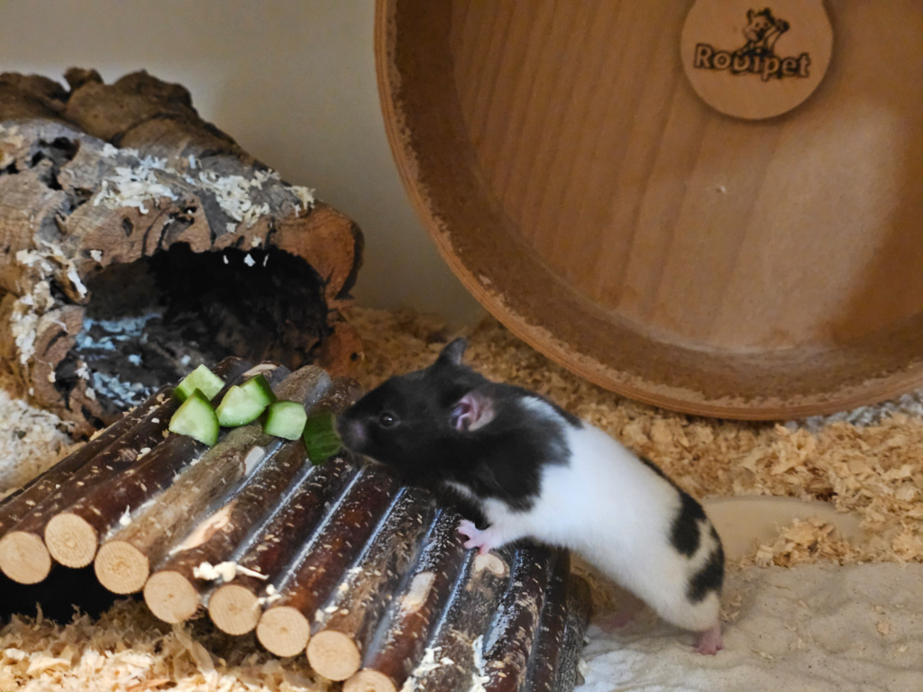 Goldhamster Hamsterhilfe Südwest