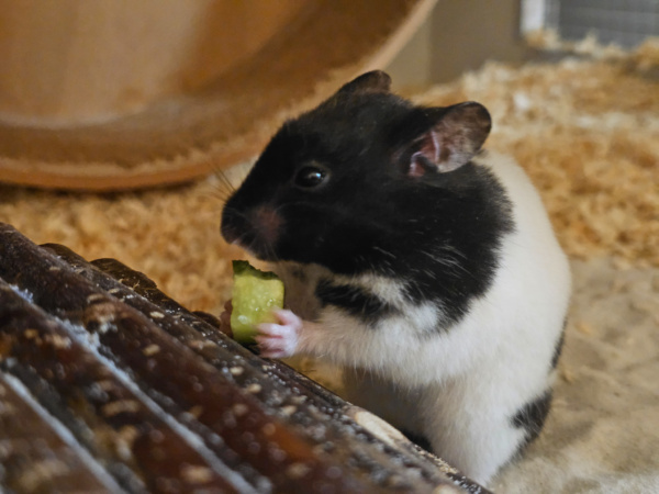 Goldhamster Hamsterhilfe Südwest