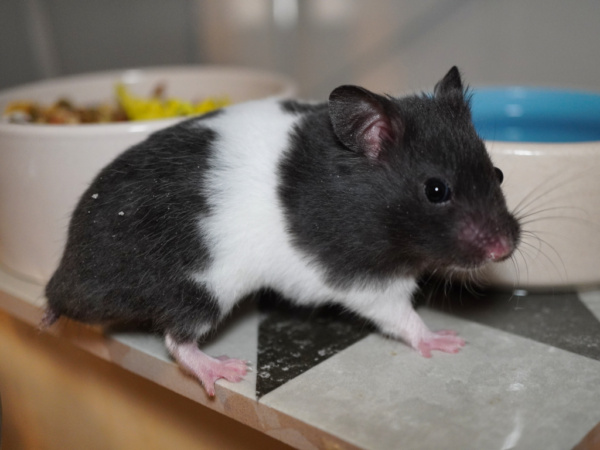 Goldhamster Galaxy von der Hamsterhilfe Südwest