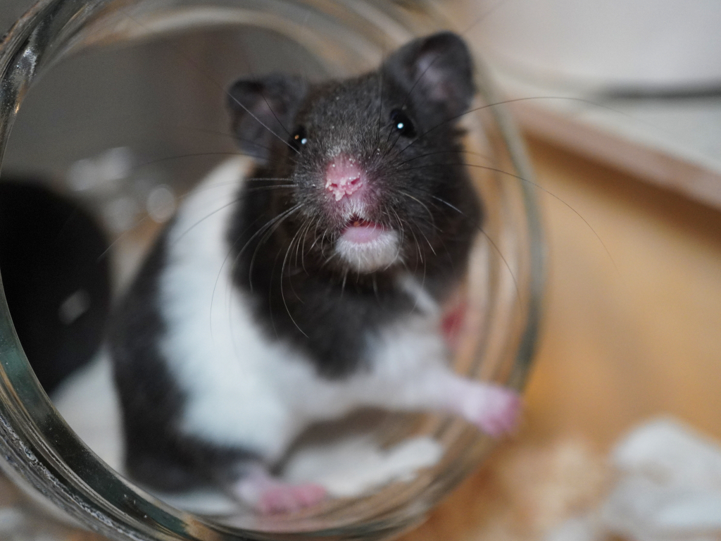 Goldhamster Galaxy von der Hamsterhilfe Südwest