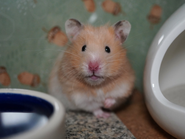 Teddyhamster Gamma von der Hamsterhilfe Südwest