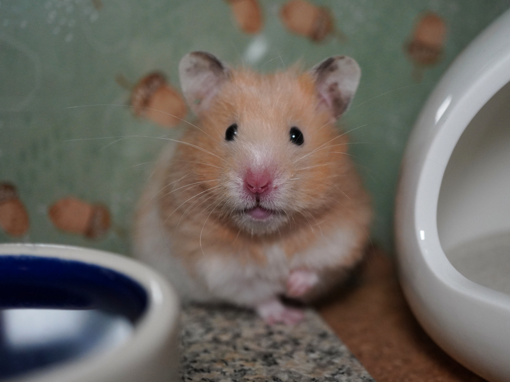 Teddyhamster Gamma von der Hamsterhilfe Südwest