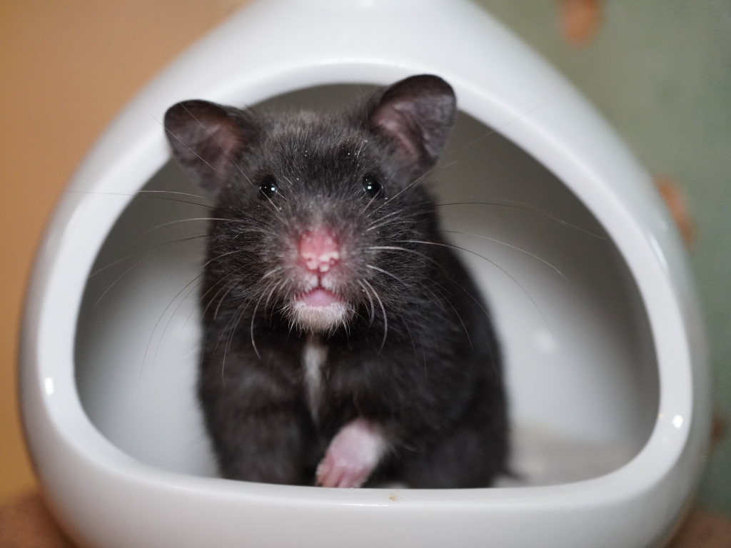 Goldhamster Glory von der Hamsterhilfe Südwest