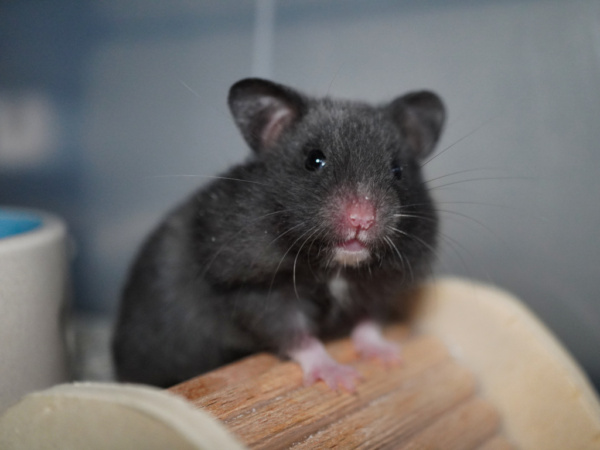Goldhamster Glory von der Hamsterhilfe Südwest