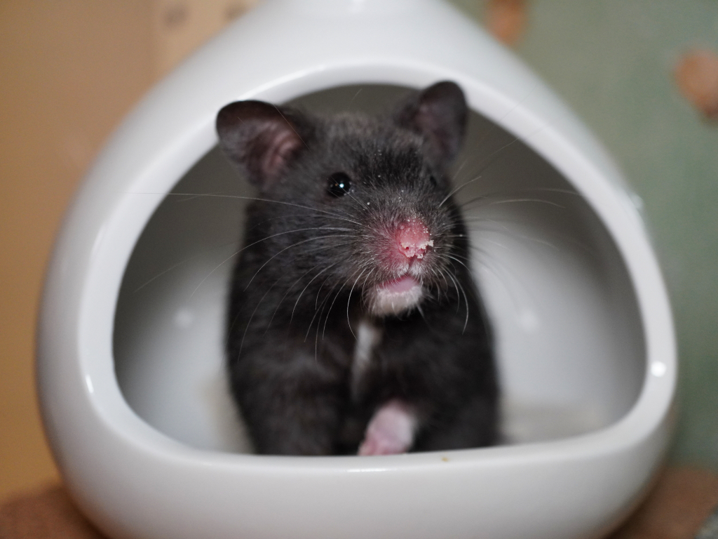 Goldhamster Glory von der Hamsterhilfe Südwest