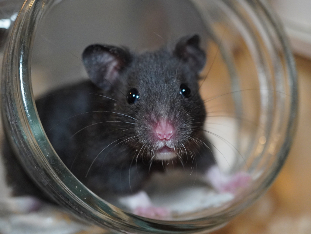 Goldhamster Gravity von der Hamsterhilfe Südwest