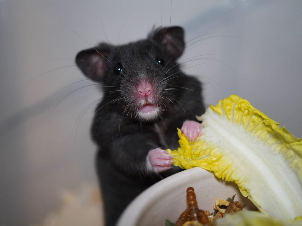 Goldhamster Gravity von der Hamsterhilfe Südwest