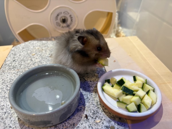 Teddyhamster Hamsterhilfe Südwest