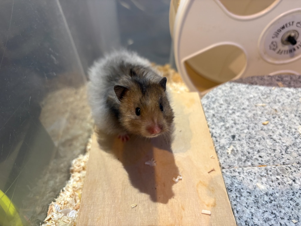 Teddyhamster Hamsterhilfe Südwest
