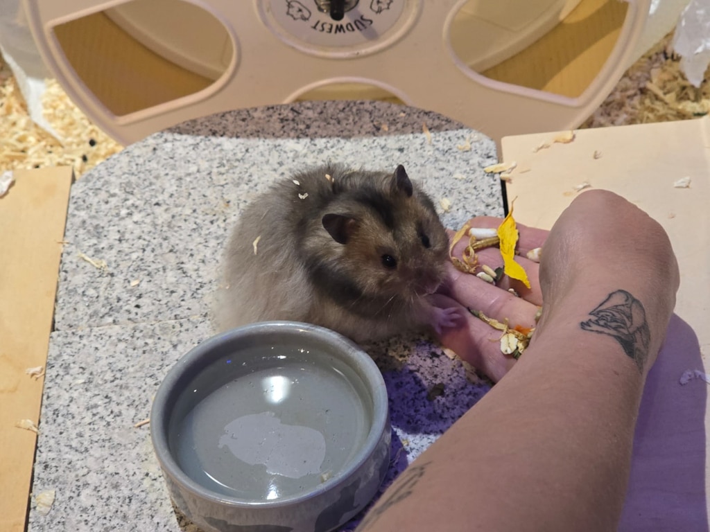 Teddyhamster Hamsterhilfe Südwest