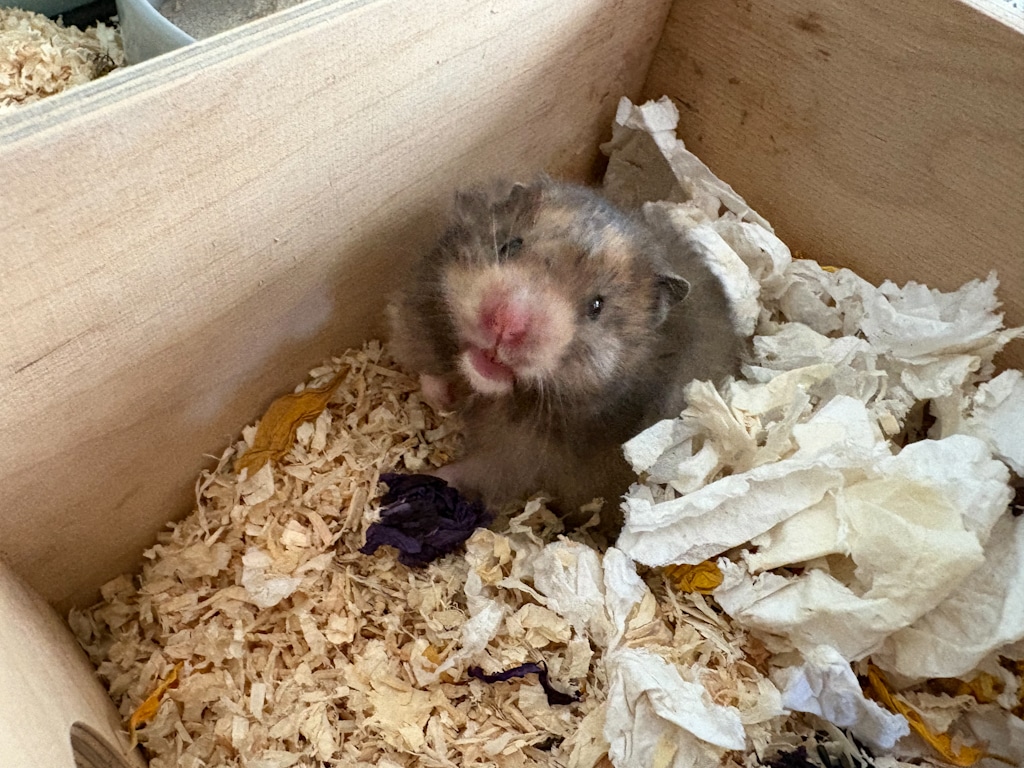 Teddyhamster Hamsterhilfe Südwest