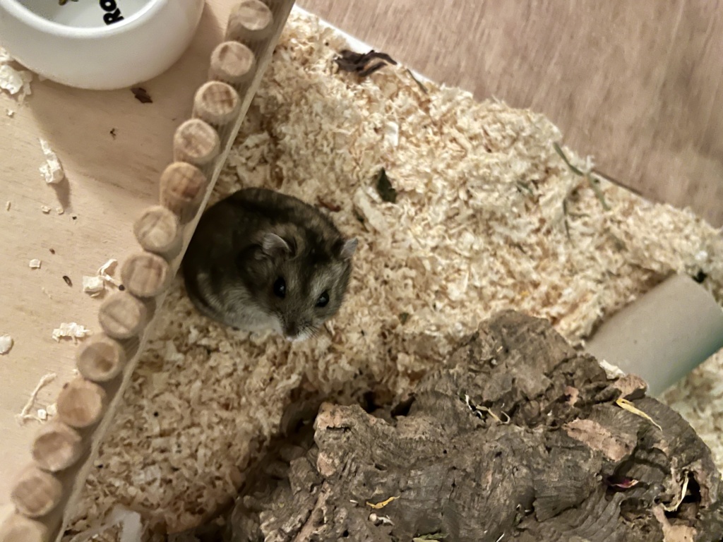 Matis Zwerghamster Hamsterhilfe Südwest