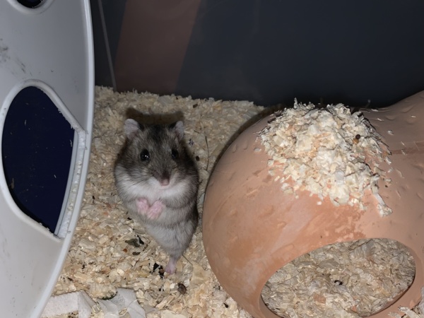 Meilo, Zwerghamster, Agouti, Hamsterhilfe Südwest