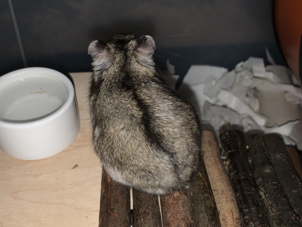 Milia, Zwerghamster, Agouti, Hamsterhilfe Südwest