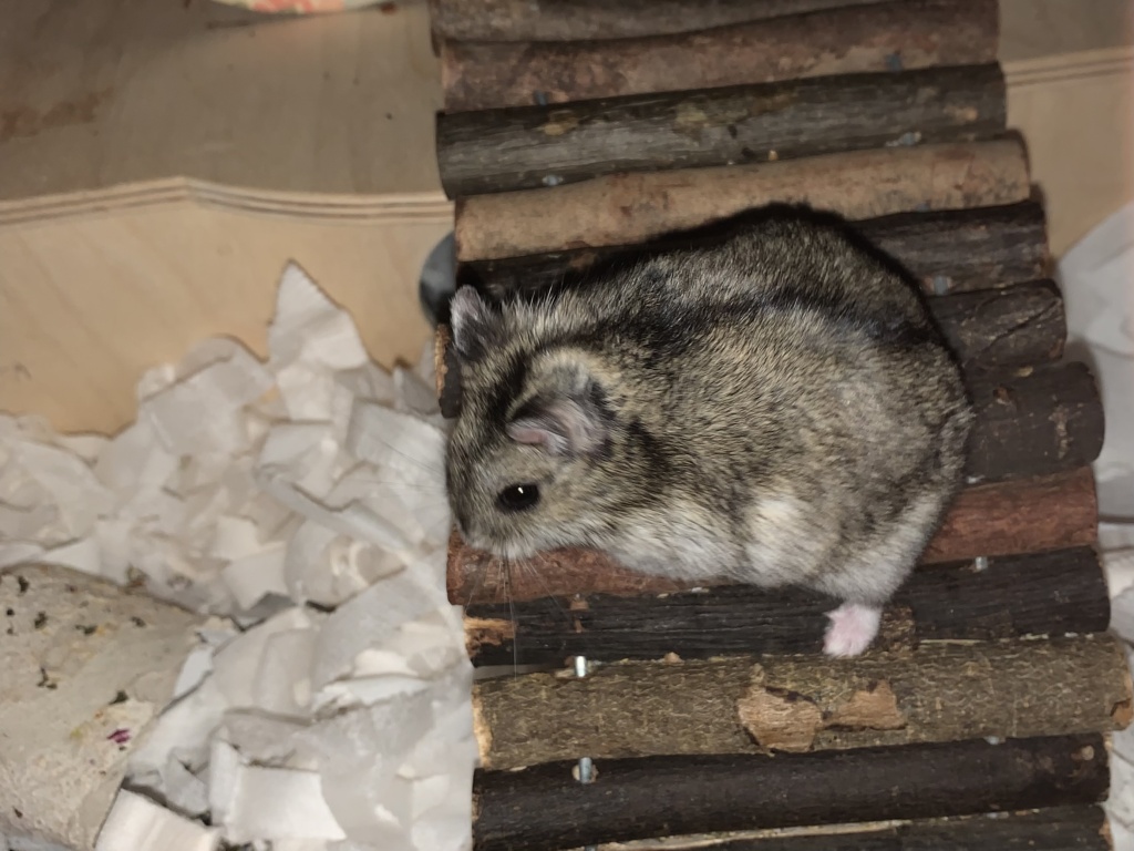 Milia, Zwerghamster, Agouti, Hamsterhilfe Südwest