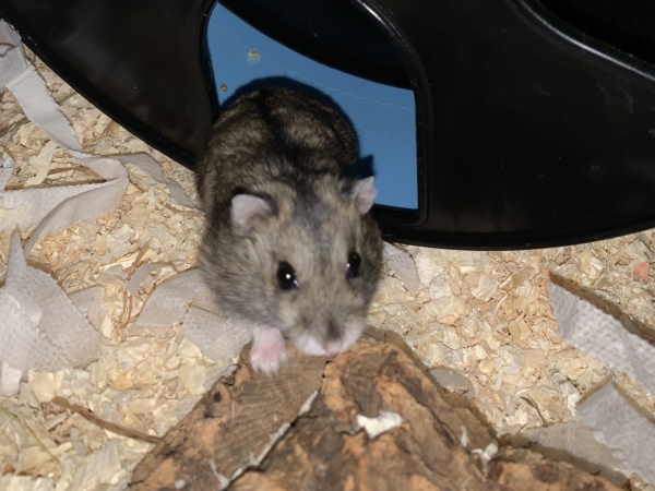 Moris, Zwerghamster, Agouti, Hamsterhilfe Südwest