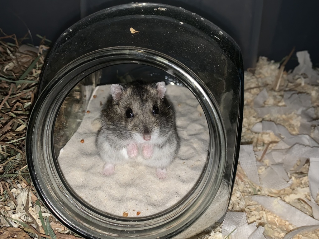 Moris, Zwerghamster, Agouti, Hamsterhilfe Südwest