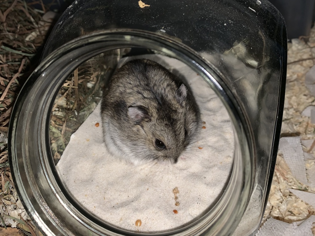 Moris, Zwerghamster, Agouti, Hamsterhilfe Südwest