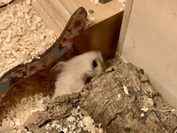 Goldhamster, weiblich, Nojiko, Hamsterhilfe Südwest