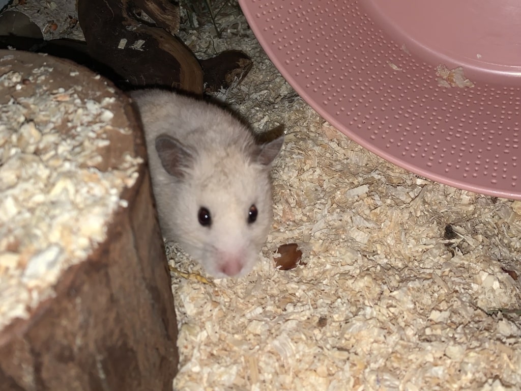 Goldhamster, weiblich, Nojiko, Hamsterhilfe Südwest