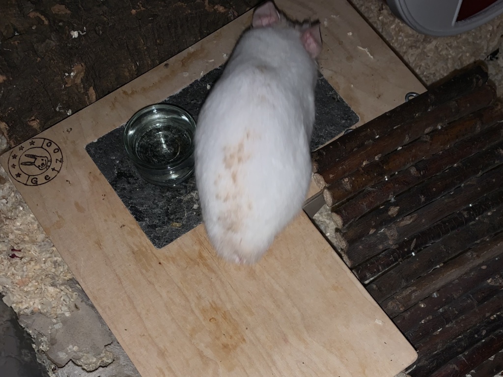 Osiris, Goldhamster, Cream Dominant Spot, Hamsterhilfe Südwest