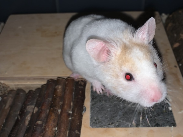 Osiris, Goldhamster, Cream Dominant Spot, Hamsterhilfe Südwest
