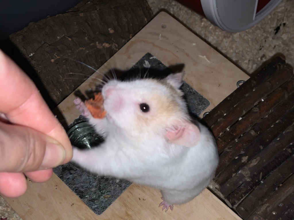 Osiris, Goldhamster, Cream Dominant Spot, Hamsterhilfe Südwest
