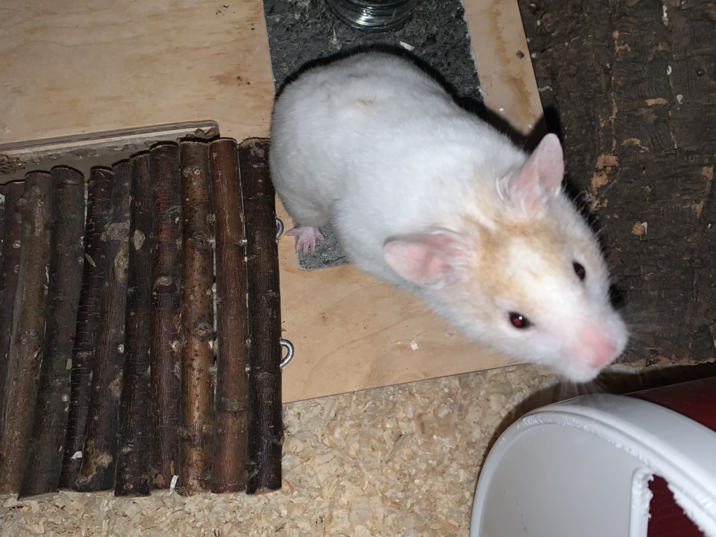 Osiris, Goldhamster, Cream Dominant Spot, Hamsterhilfe Südwest
