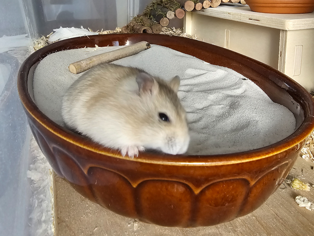 Zwerghamster Hamsterhilfe Südwest
